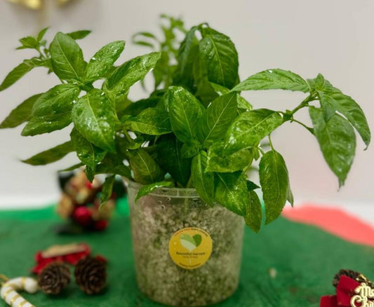 Sweet Basil Plant (Potted)