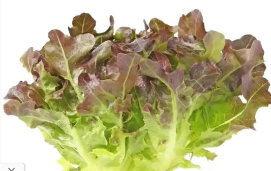 OakLeaf Lettuce Red/Green