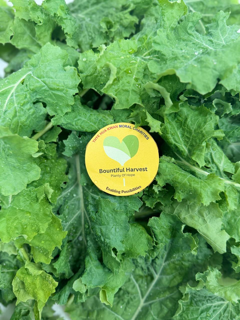 Curly Kale Leaves